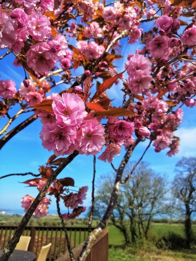 Moneylands Farm B&B Arklow Bagian luar foto