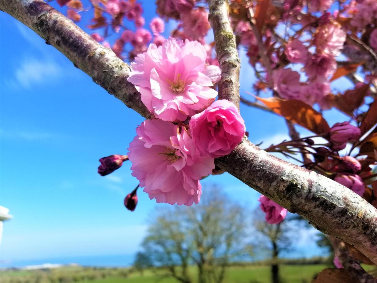 Moneylands Farm B&B Arklow Bagian luar foto